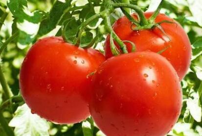 果蔬農殘速測儀 果蔬農殘速測儀