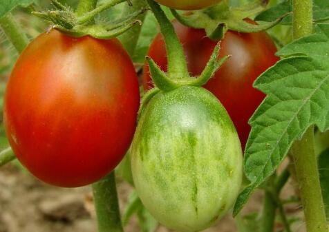 食品安全速測儀 食品安全速測儀