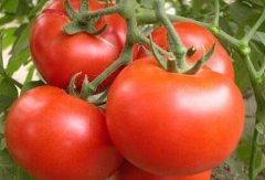 蔬菜生產基地為什么引進農殘速測儀？