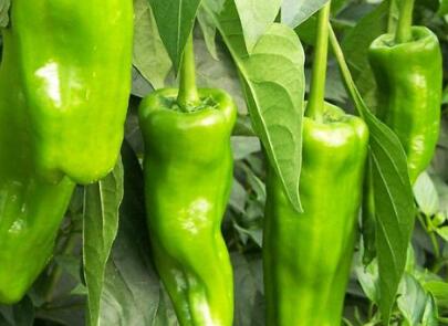 農殘快速檢測儀 農殘快速檢測儀