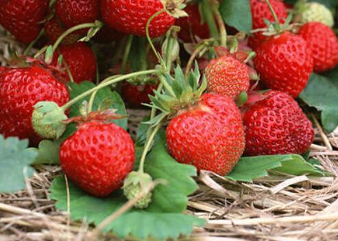 農(nóng)殘快速檢測(cè)儀 農(nóng)殘快速檢測(cè)儀